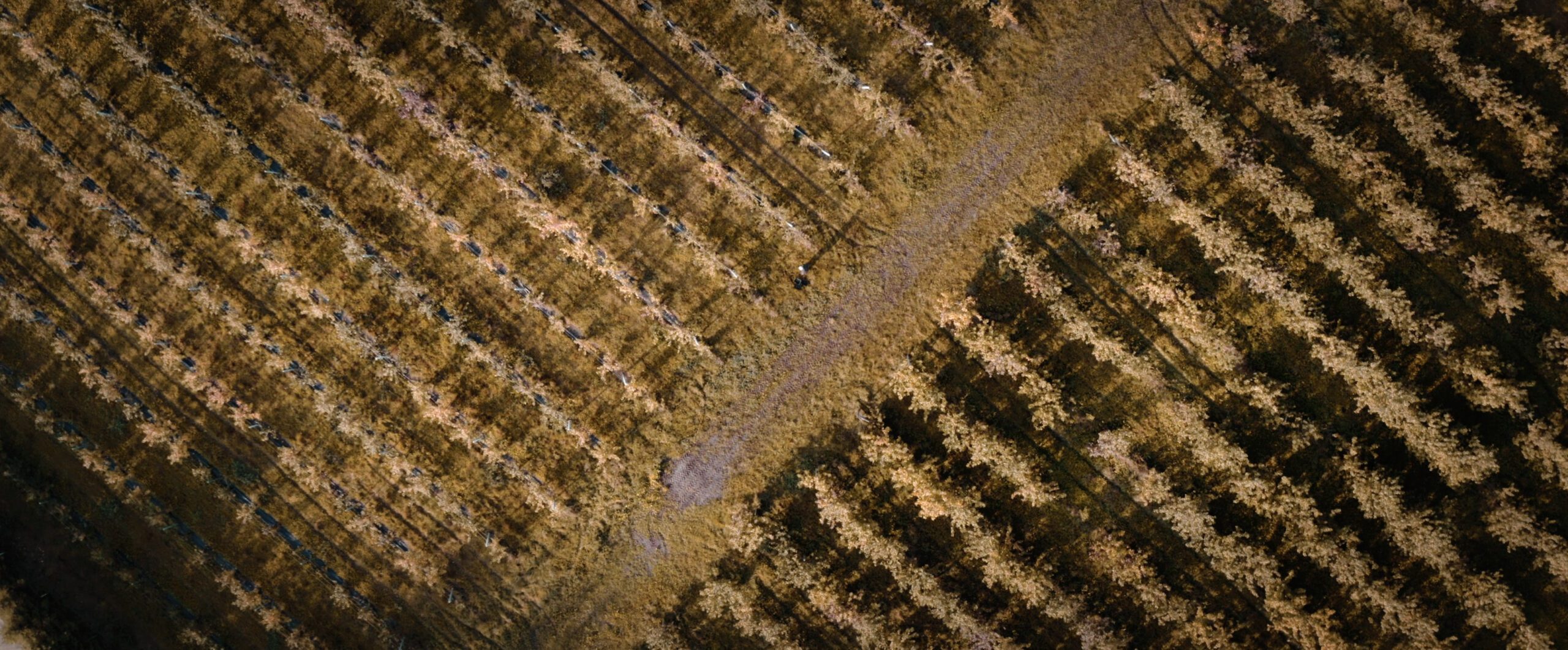 Kodas orchard with over 9000 apple trees